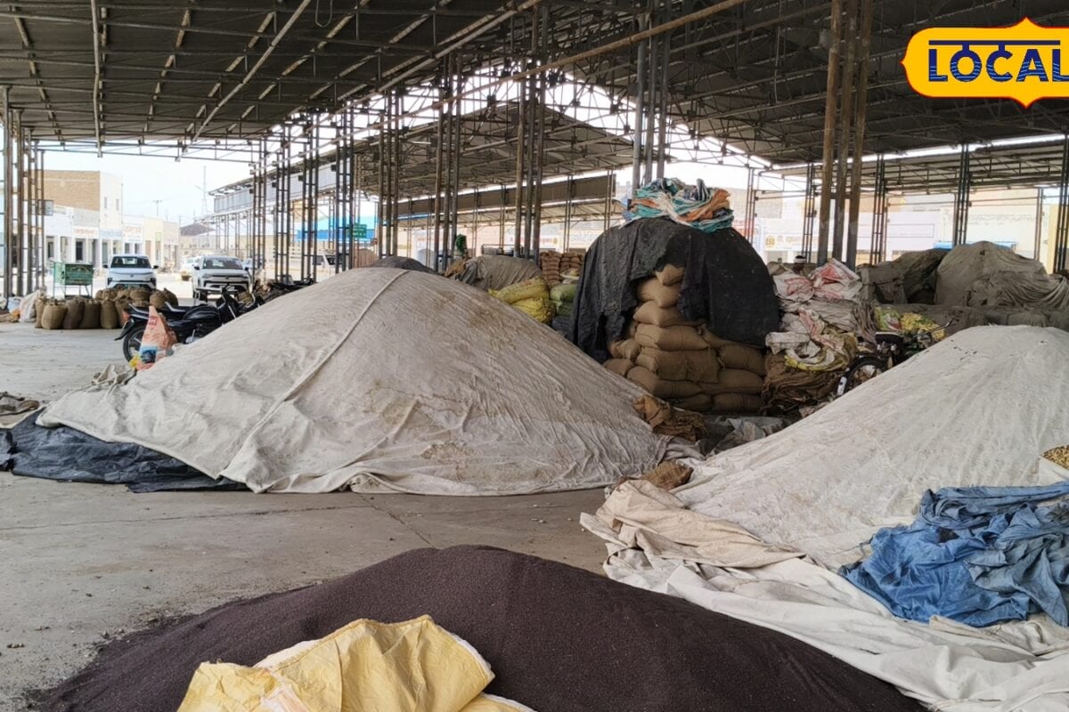 बीकानेर मंडी में बढ़ी हलचल! हॉर्मूज संकट के बीच चना और सरसों के भाव में उछाल जानें आगे क्या होगा
