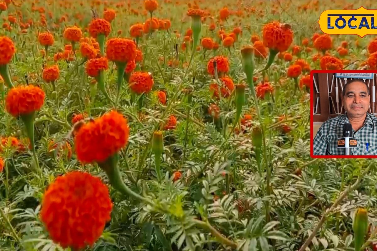 बारिश में गेंदा की खेती करना चाहते हैं तो यहां जानिए सही किस्म रोपाई और देखभाल का तरीका