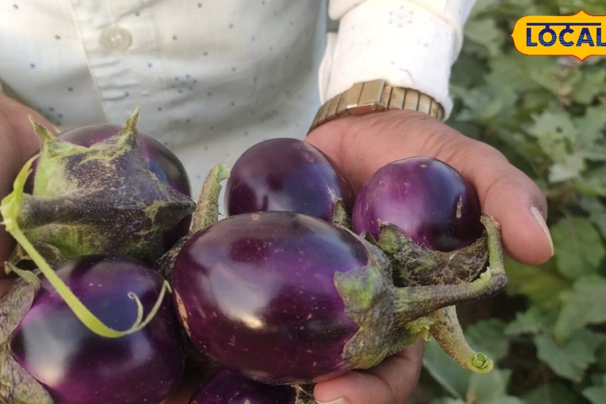 इस एक सब्जी की खेती से बदल जाएगी किसानों की किस्मत कम पानी कम मेहनत और सालभर बंपर उत्पादन से होगी डबल इनकम