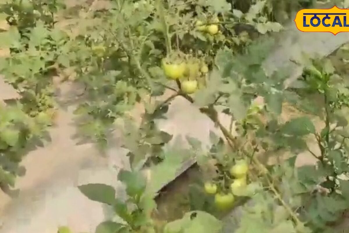 Tomato Farming: बरसात में भी होगी टमाटर की बंपर खेती, 45 दिन में शुरू होगा उत्पादन, वैज्ञानिक ने दिए टिप्स
