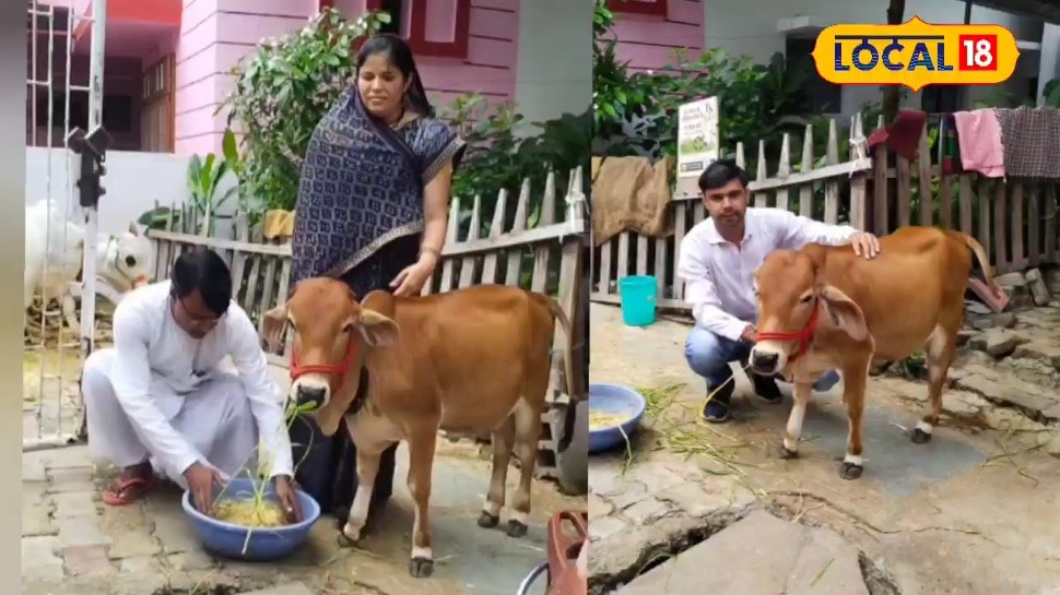 सिर्फ ढाई फीट की है ये गाय  10 लाख तक कीमत 1500 रुपये लीटर दूध जानिए क्यों है इतनी खास