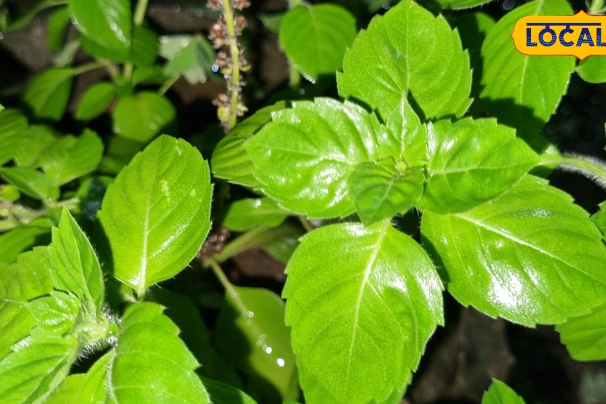बारिश में मुरझा रही है तुलसी तो ये 7 आसान टिप्स पौधे को रखेंगे हमेशा हरा-भरा