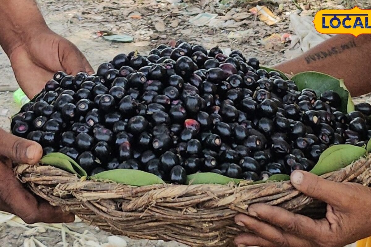  लंदन तक छाया कानपुर के बिठूर का जामुन कानपुर के हजारों किसानों की बदल रही किस्मत इस सीजन में दो लाख कैरेट का निर्यात