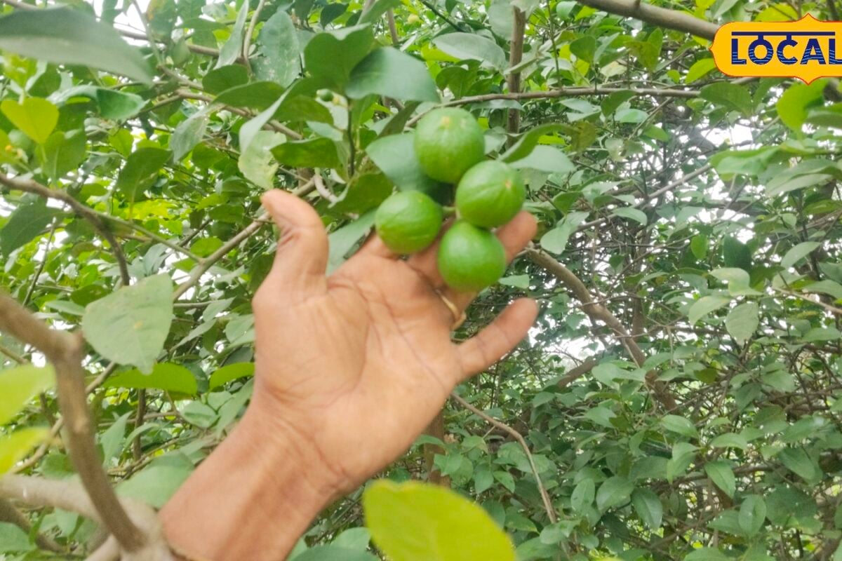 मानसून में नींबू के पौधे की करें ऐसी देखभाल! एक महीने बाद फूल-फलों से लद जाएगी डाल