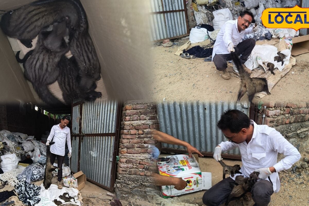गोदाम में मिला कब्र बिज्जू का पूरा परिवार! 2 घंटे तक चला हाई-वोल्टेज रेस्क्यू ऑपरेशन देखकर हर कोई हैरान