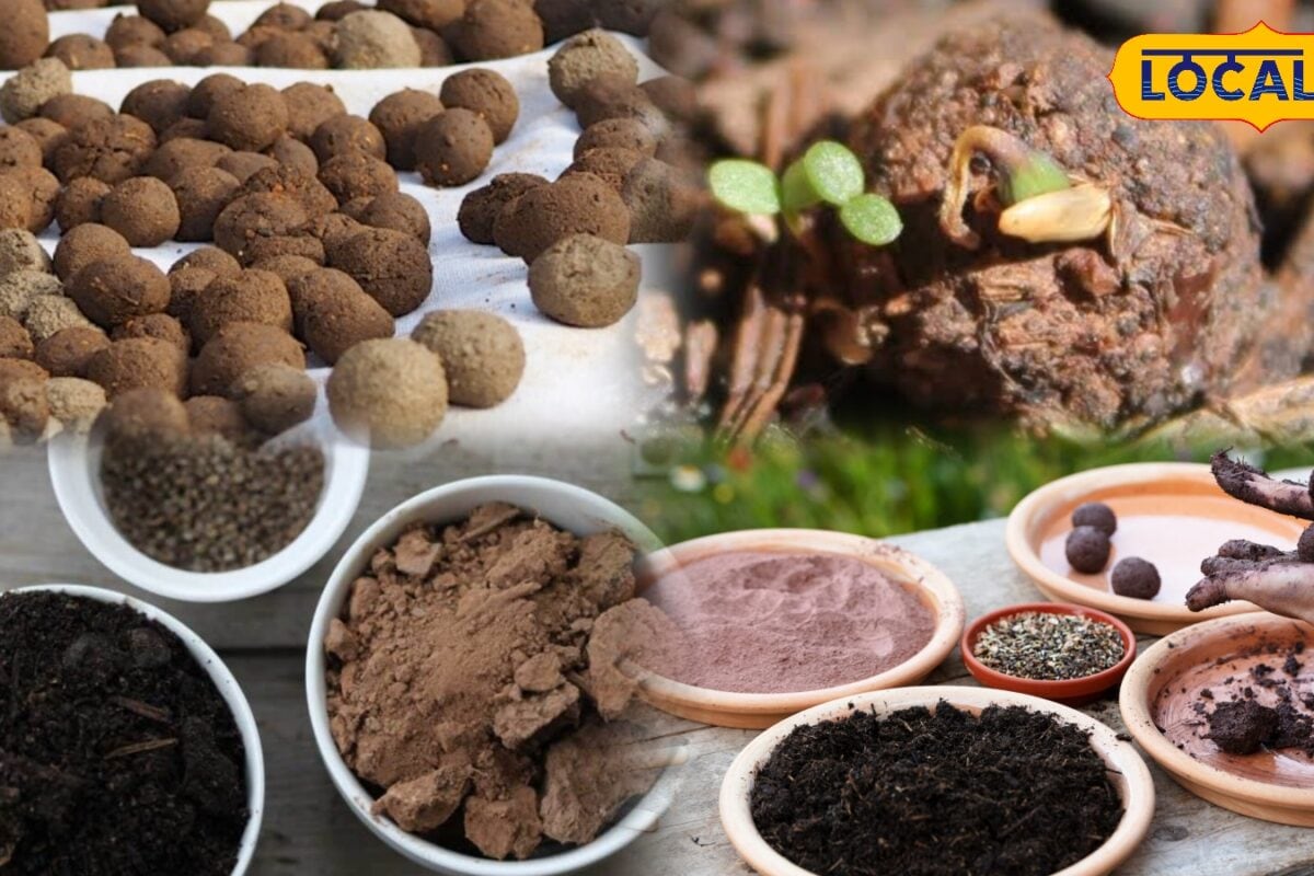 मानसून से पहले घर पर बनाएं Seed Ball! कम खर्च कम मेहनत में बढ़ेगी हरियाली पर्यावरण को मिलेगा नया जीवन