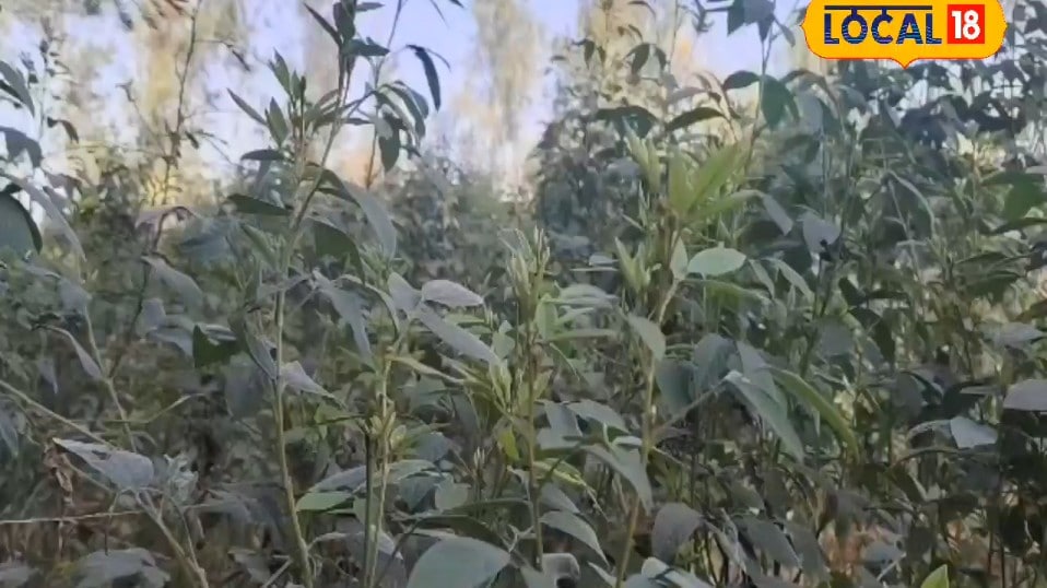 अरहर की खेती में चाहिए बंपर पैदावार तो इस दिशा करें बुवाई और फिर देखिए कैसे लहलहाती है फसल