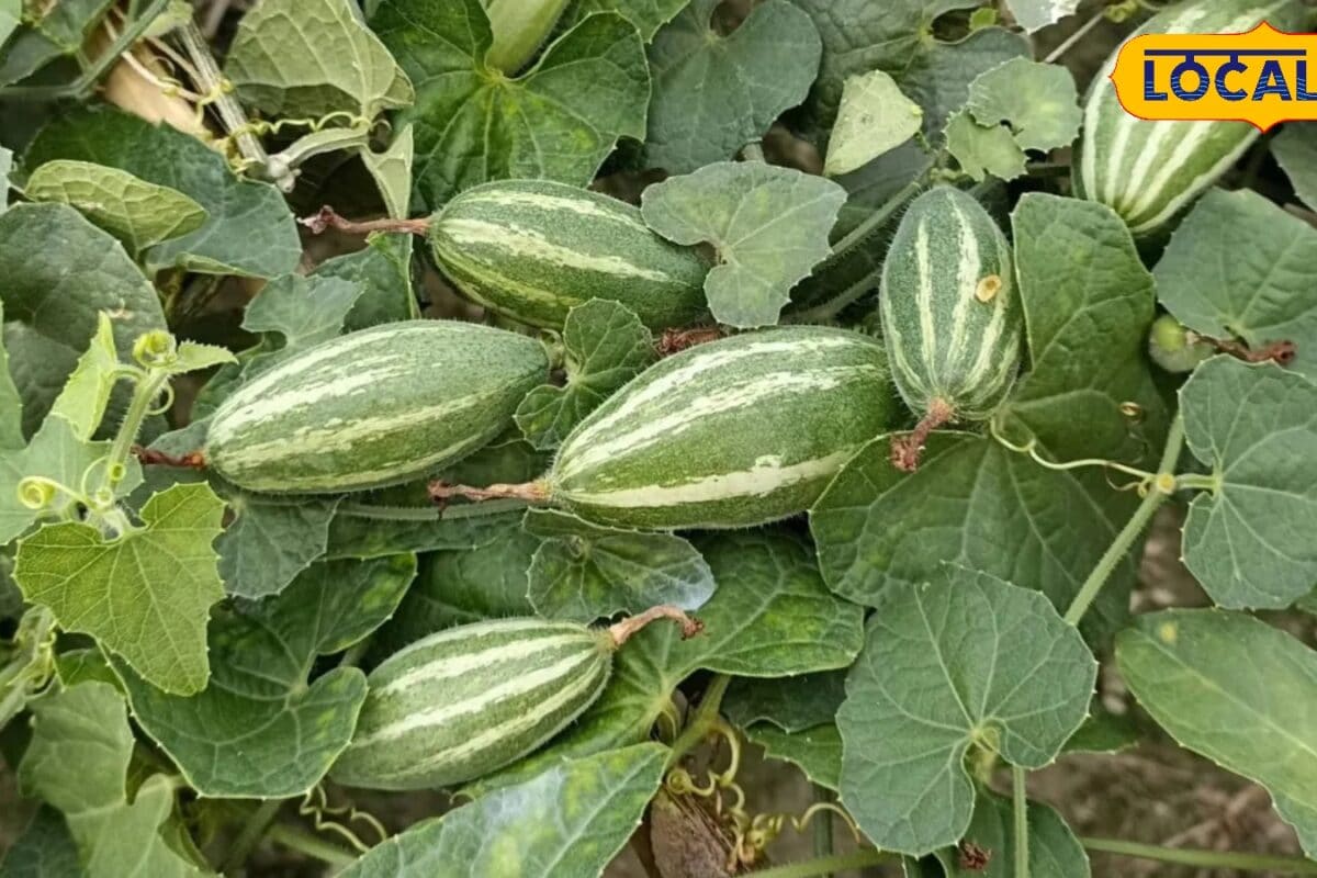 Tips: जुलाई-अगस्त में बुवाई से होगी बंपर कमाई किसान ऐसे करें परवल की खेती कृषि वैज्ञानिक से जानें खास तरीका