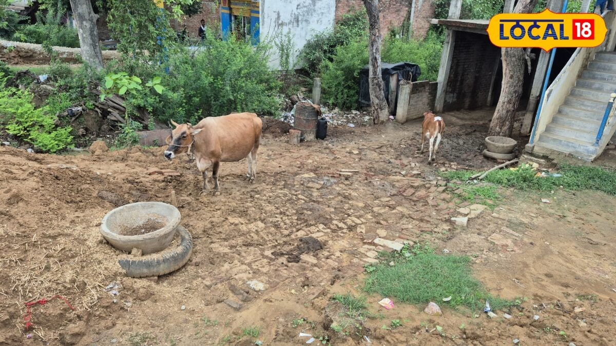 Free livestock vaccination: चंदौली में खुरपका-मुंहपका बीमारी से बचाव के लिए 5 सितंबर तक टीकाकरण अभियान, 3 लाख पशुओं को लगेंगे मुफ्त टीके Free livestock vaccination: चंदौली में खुरपका-मुंहपका बीमारी से बचाव के लिए 5 सितंबर तक टीकाकरण अभियान, 3 लाख पशुओं को लगेंगे मुफ्त टीके