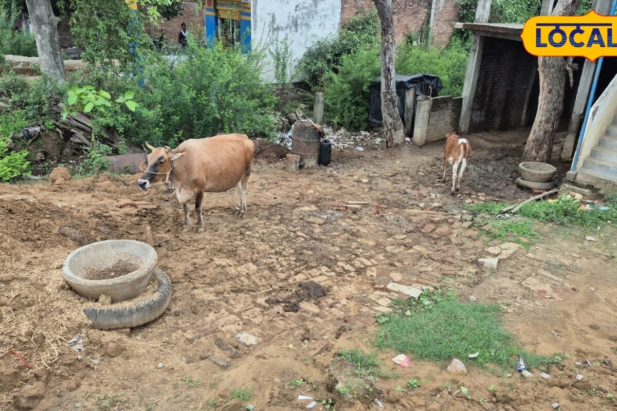 Free livestock vaccination: चंदौली में खुरपका-मुंहपका बीमारी से बचाव के लिए 5 सितंबर तक टीकाकरण अभियान 3 लाख पशुओं को लगेंगे मुफ्त टीके
