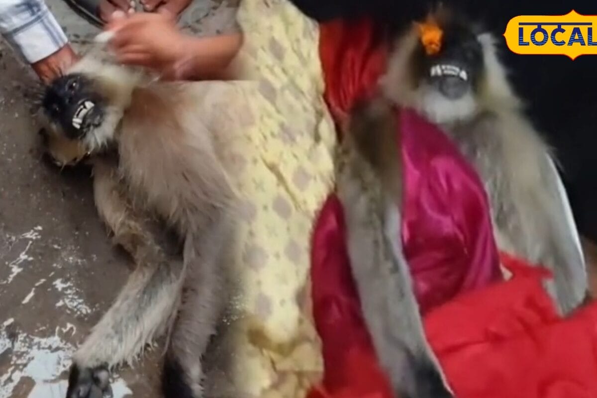 Pali News : 11 केवी तार से चिपका बंदर मौत के बाद जो हुआ उसे देखकर हर कोई भावुक हो गया