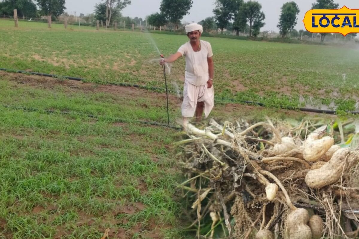 Agriculture: नई तकनीक से हो रही मूंगफली की बंपर खेती लेकिन मंडी नहीं होने से किसानों की उपज पहुंच रही गुजरात