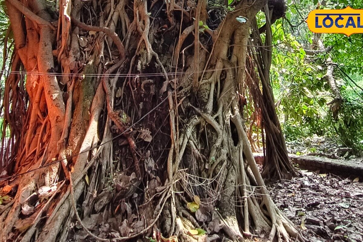 गोंडा में 500 साल पुराना वटवृक्ष कई पीढ़ियों की बना है पहचान ऋषि-मुनि करते थे तपस्या आज है आस्था का केंद्र
