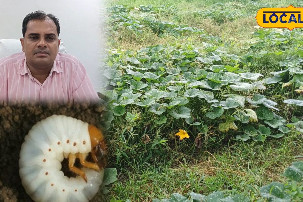 मानसून में बढ़ा फसलों पर खतरा! भरतपुर में लट के प्रकोप से सब्जी किसानों की बढ़ी चिंता ऐसे बचाएं अपनी खेती