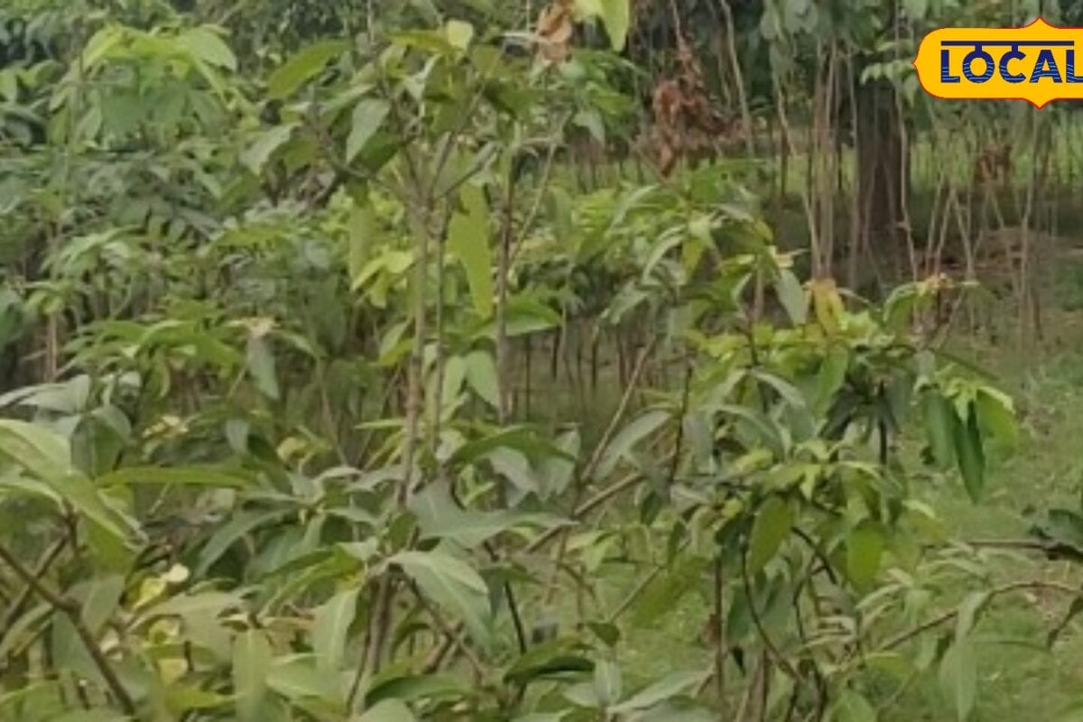 Gardening Tips: पौधा लगाने से पहले मिट्टी में मिलाएं यह खास मिश्रण नहीं मरेंगे पौधे कीटों से भी मिलेगी सुरक्षा