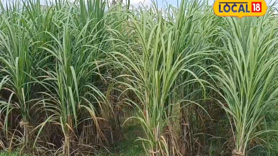गन्ने की फसल बचानी है तो जुलाई से सितंबर में करें ये 4 जरूरी काम, यकीन मानिए बढ़ेगी पैदावार
