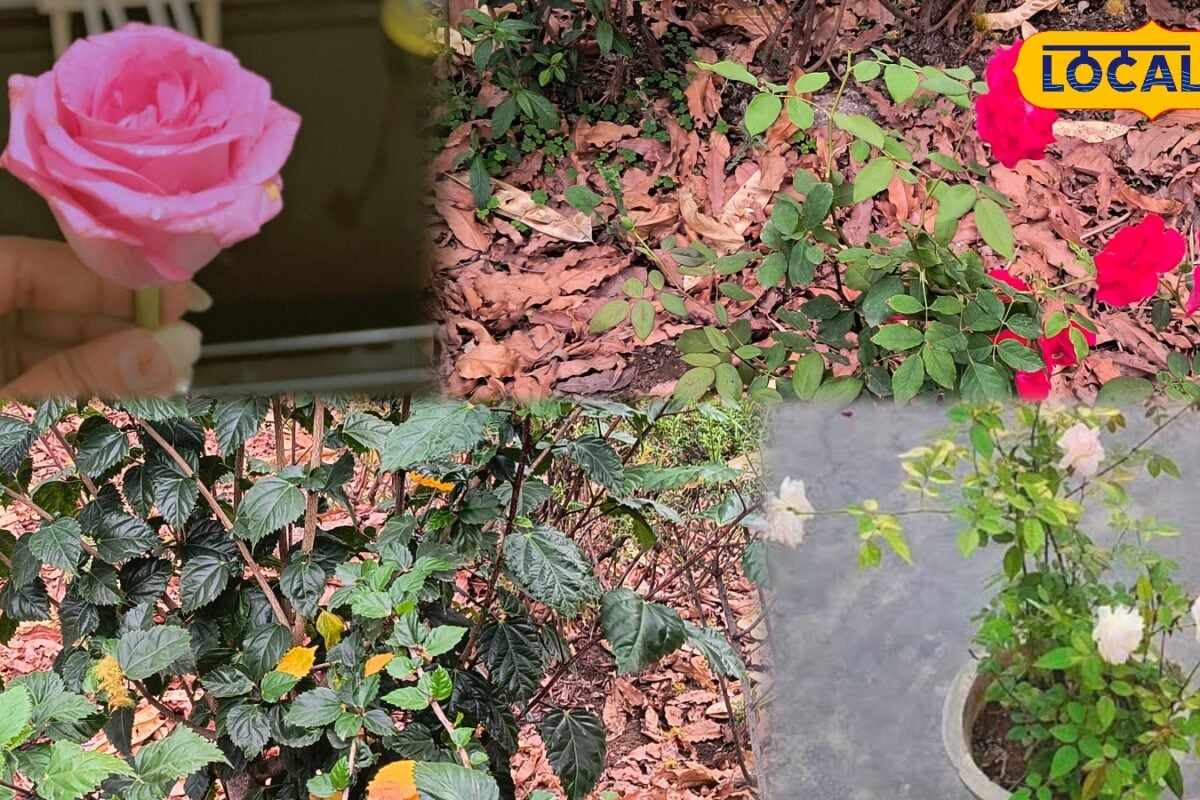 गार्डनिंग टिप्स: बारिश में लगाएं गुलाब की ये शानदार वैरायटी पूरे घर को बना देंगी रंग-बिरंगा और खूबसूरत
