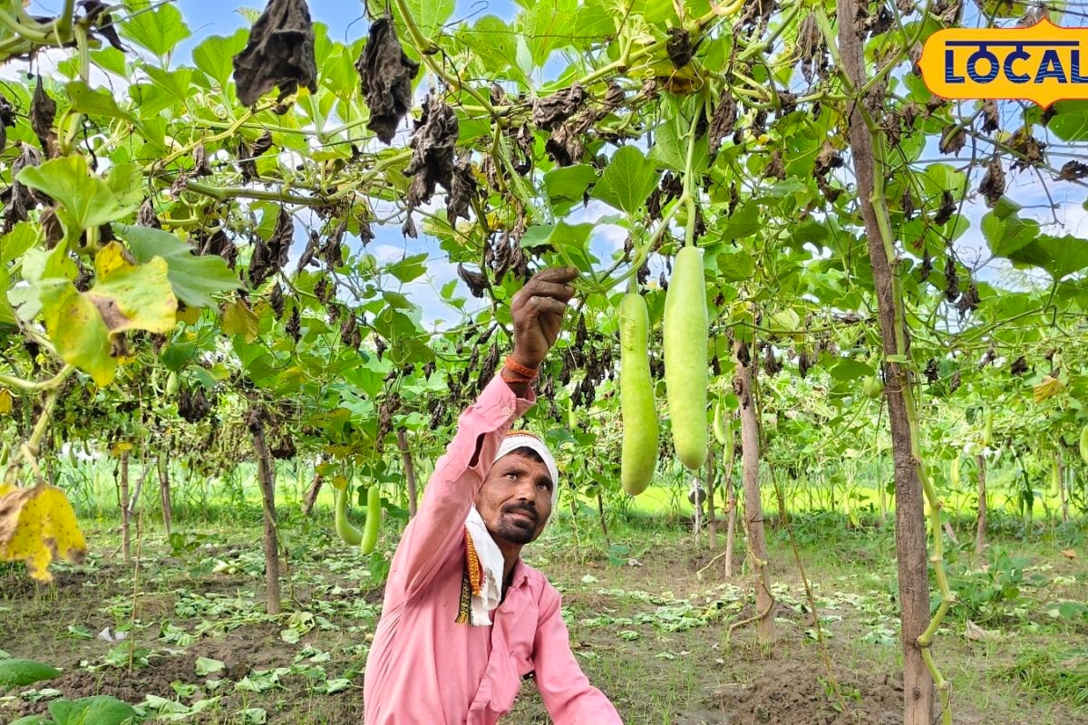 एक मचान तीन फसल और हर महीने 30 हजार की कमाई आप भी जानिए किसान का देसी जुगाड़
