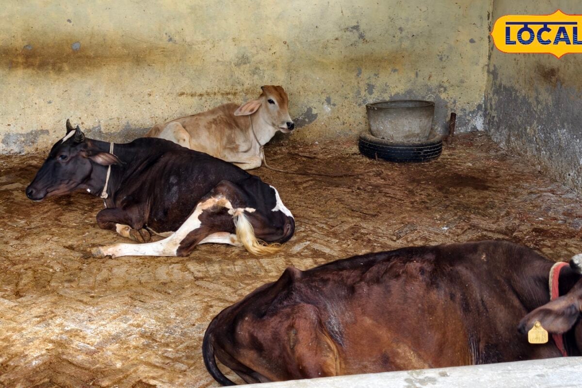 Animal Husbandry: बारिश के मौसम में पशुओं को बीमारियों से है बचाना तो आज ही करें ये जरूरी काम