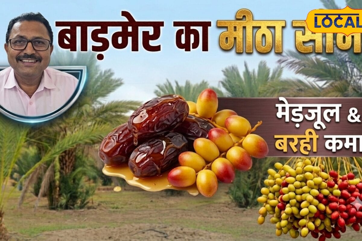 रेतीली जमीन पर मेडजूल का कमाल बाड़मेर की खजूर बनी देश-विदेश की पहली पसंद