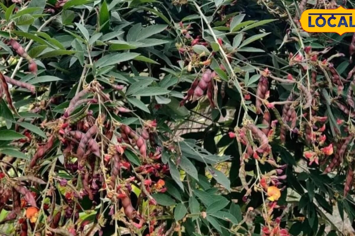 धान के साथ अपनाएं स्मार्ट फार्मिंग मेड़ पर अरहर उगाकर पाएं डबल मुनाफा और बढ़ाएं किसानों की आमदनी