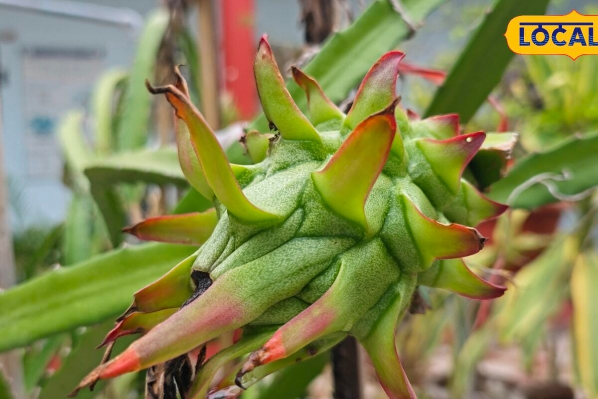 Agri Tips: हार्वेस्टिंग से पहले ड्रैगन फ्रूट पर करें यह स्प्रे मानसून में फंगस से बचेगी फसल मिलेगी बंपर उपज