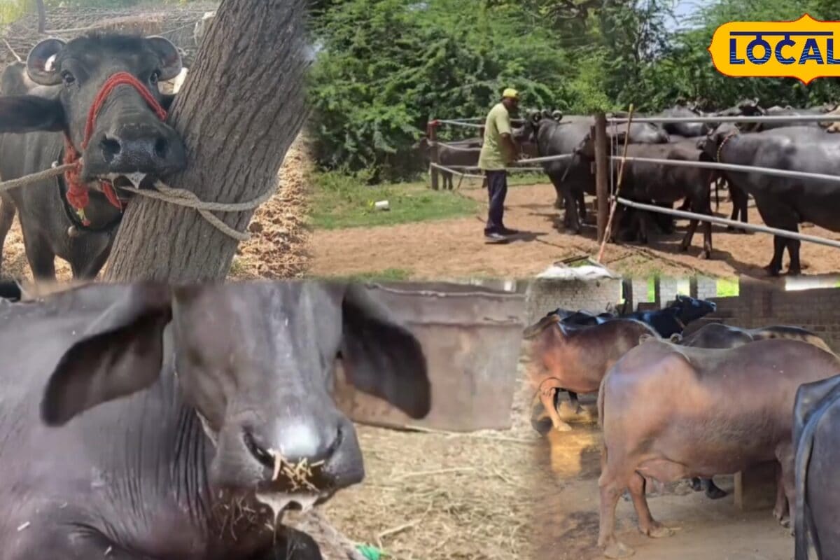 बरसात में हरा चारा बन सकता है मुसीबत! गाय-भैंस के मुंह से झाग आए तो तुरंत करें ये काम