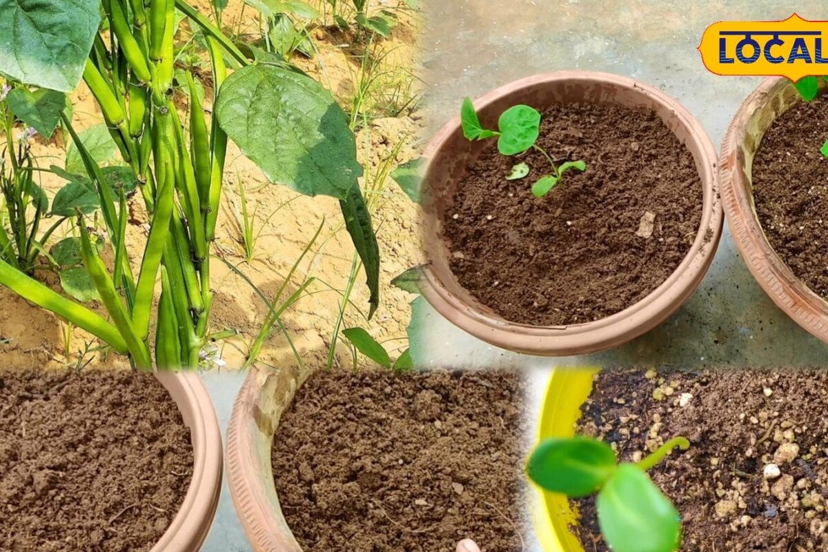 Gardening Tips: मानसून में लगाएं ग्वार फली, बिना खेत और कम मेहनत के घर पर पाएं ताजी-हरी फलियां