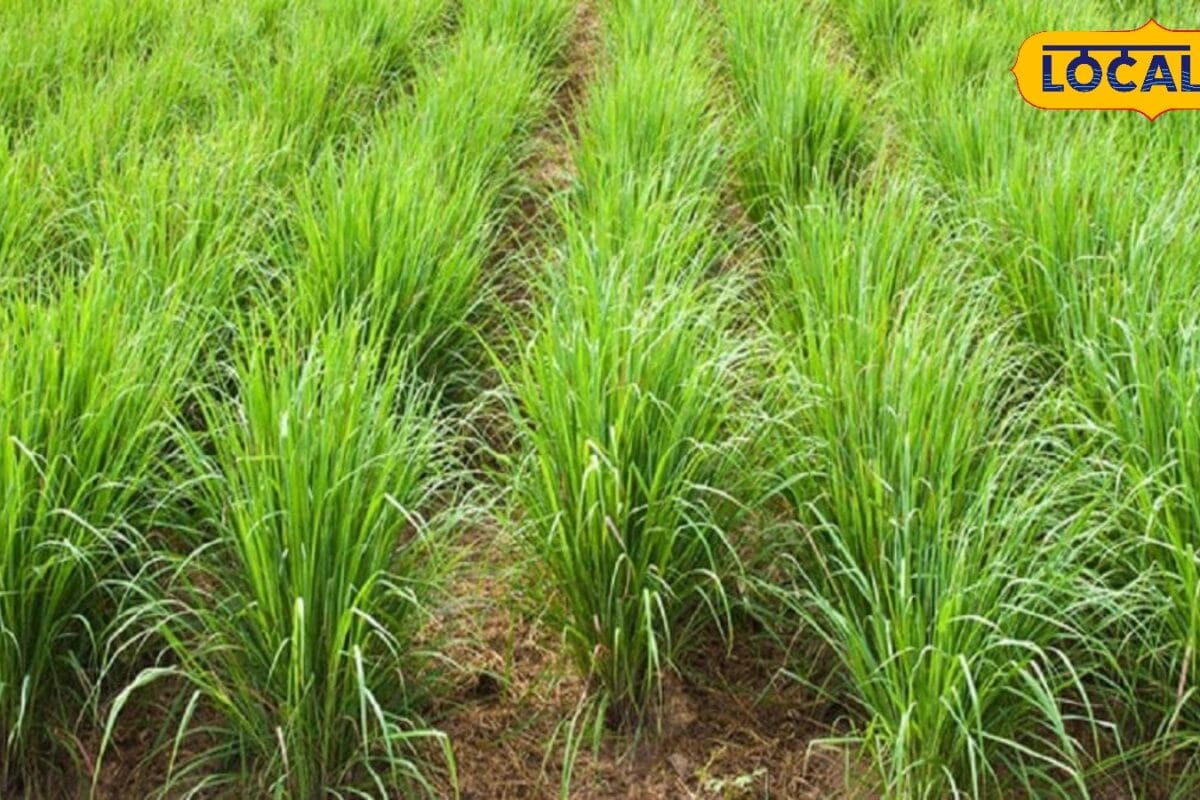 लेमनग्रास की खेती से बदल सकती है किसानों की किस्मत एक बार लगाएं  कई सालों तक होगा मुनाफा