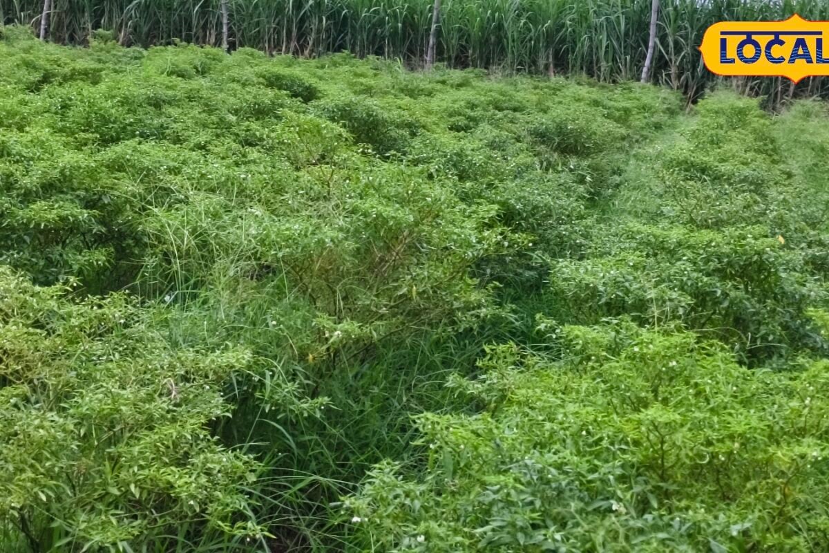 एक बीघा में 15 हजार की लागत से की हरी मिर्च की खेती गोंडा के किसान राजेश की बदली किस्मत लाखों में कमाई