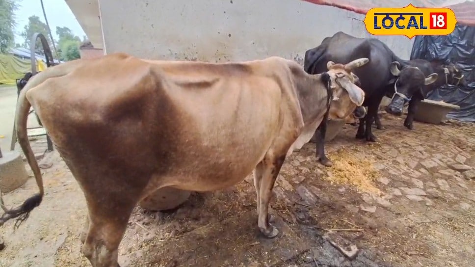 लखीमपुरः बरसात के मौसम में पशुओं में एफएमडी बीमारी का खतरा अधिक बरतें सावधानी लगवाएं फ्री टीका