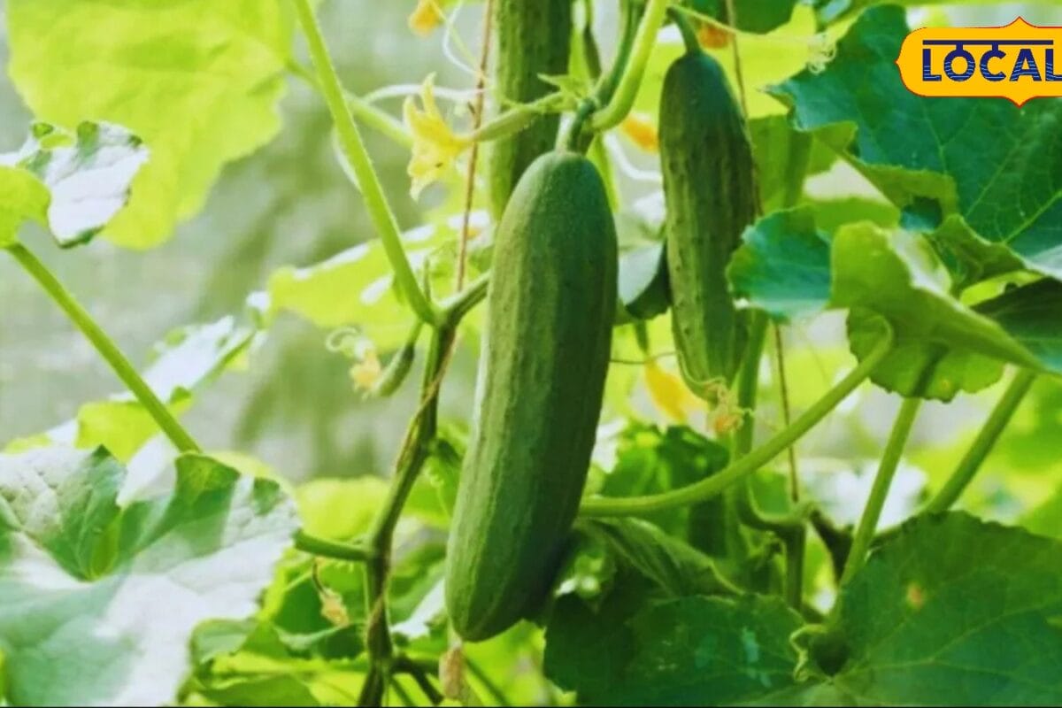 बरसात में खीरे की खेती के लिए कौन सी किस्म है सबसे बेहतर यहां कृषि विशेषज्ञ से जानिए खेती का सही तरीका