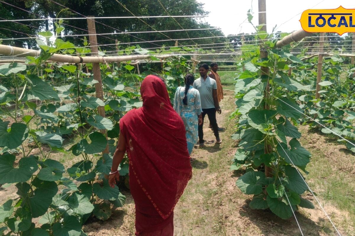 Tips: स्मार्ट फार्मिंग से बदली किस्मत! मचान विधि से सब्जी उगाकर रंजीत ने बढ़ाया 35% उत्पादन 3 गुना ज्यादा कमाई