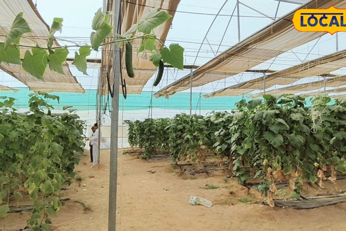 शेडनेट हाउस पर मिलेगा 70% तक अनुदान! कम लागत में बढ़ाएं सब्जियों और फूलों की खेती जानें आवेदन की प्रक्रिया