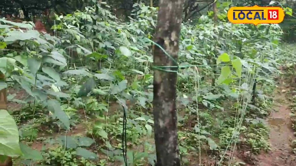 घर की बाड़ी या गमले में उगाएं काली हाइब्रिड बरबटी हर तीन दिन में मिलेगी 3 किलो तक ताजी सब्जी