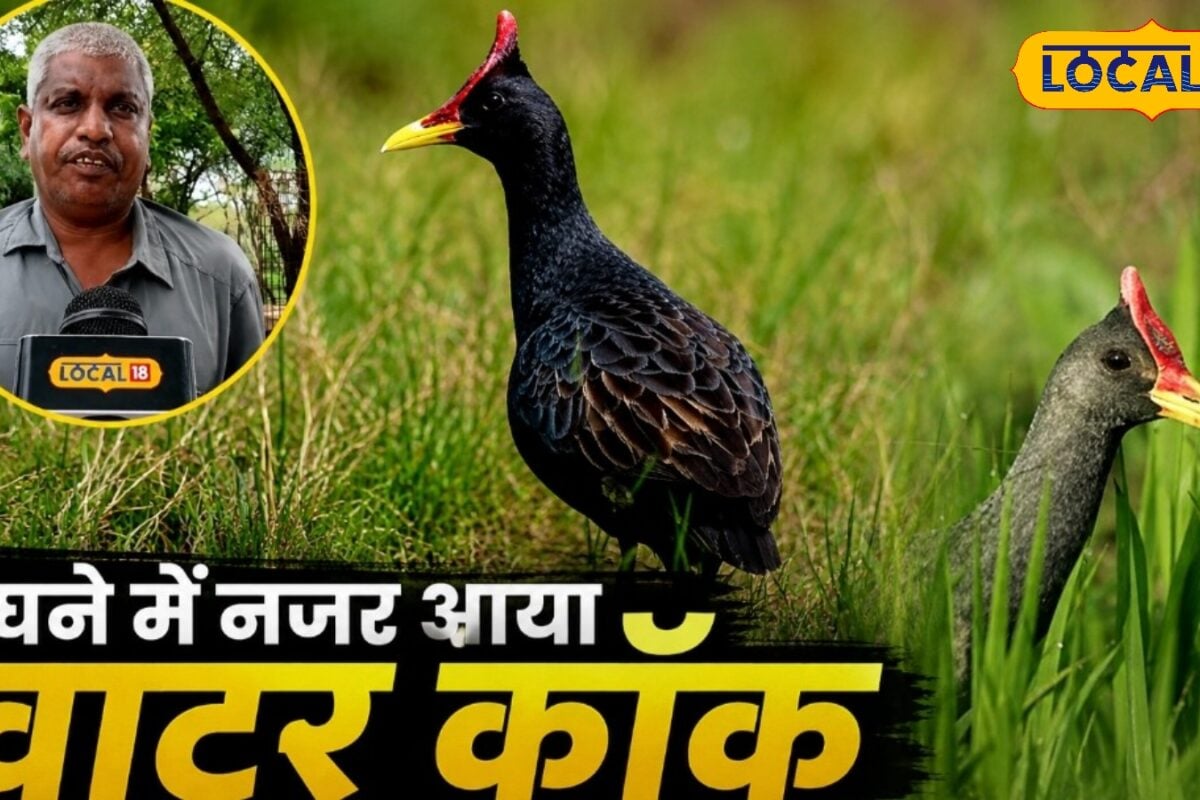 भरतपुर के घना में दिखा दुर्लभ वॉटरकॉक इस खास पक्षी की वापसी क्यों मानी जा रही है पर्यावरण के लिए शुभ संकेत