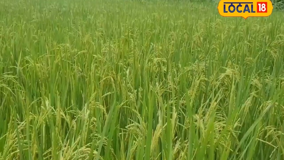 Dhaan Growing Tips: खेतों में पानी भरने के बजाय ऐसे करें सिंचाई, कम पानी में भी लहलहाएगी धान की फसल