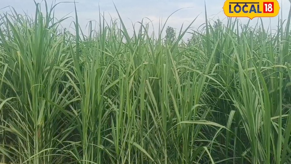 गन्ने की अच्छी पैदावार चाहिए  बरसात में भूलकर भी न होने दें जलभरावजानिए बचाव के आसान उपाय