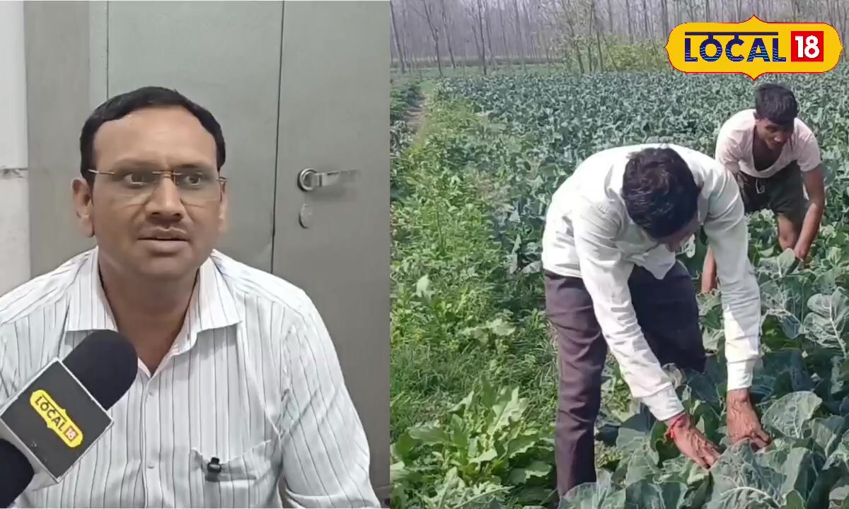 यूपी में किसानों को रबी फसलों के प्रमाणित बीज 50% अनुदान पर मिलेंगे ऑनलाइन आवेदन और ई-लॉटरी से होगा चयन