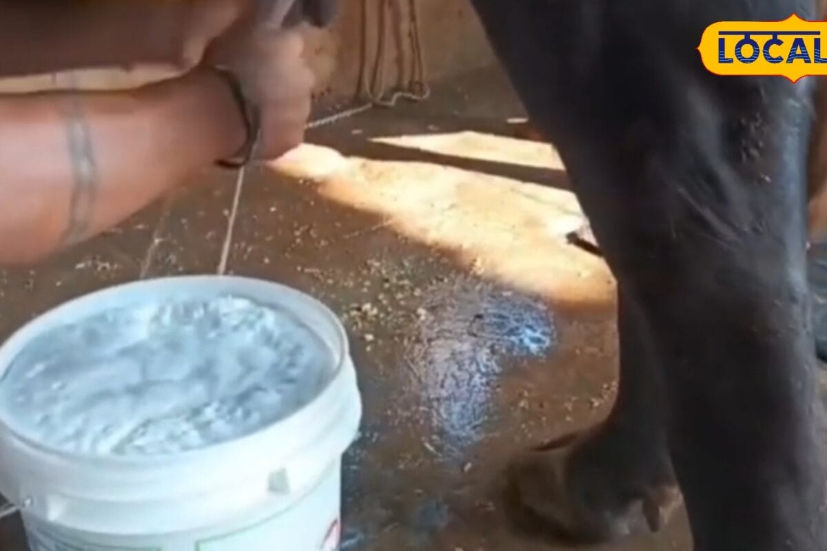 Tips: मानसून में बार-बार फट रहा दूध अपनाएं पशुपालक जयकांत का देसी नुस्खा लंब समय तक ताजा रहेगा दूध