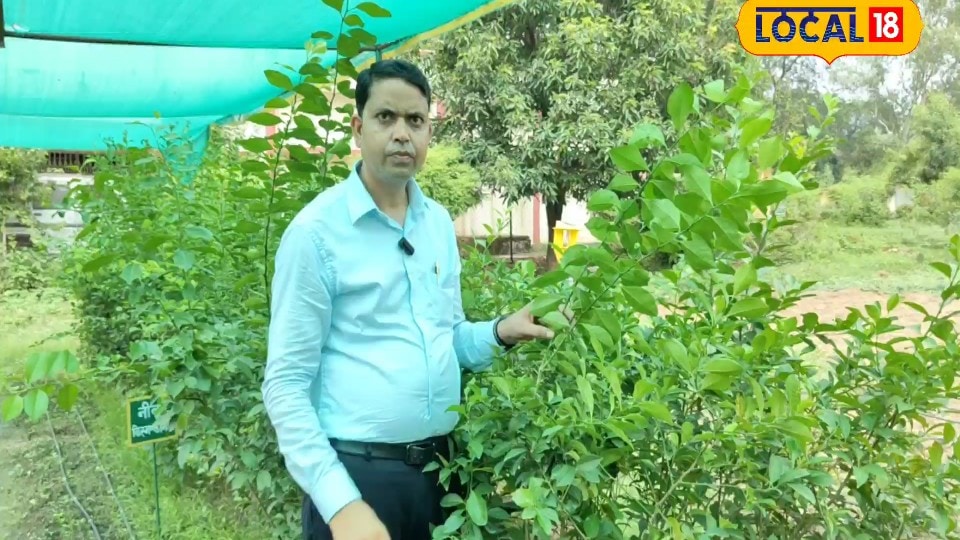 कम लागत में लाखों की कमाई नींबू की खेती से बदल सकती है किसानों की किस्मत जानें पूरी तकनीक