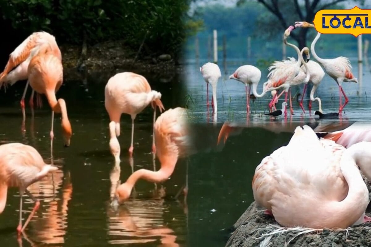 केवलादेव में गहराया जल संकट! 200 से घटकर सिर्फ 80 रह गए राजहंस प्रदूषित पानी ने बढ़ाई लोगों की टेंशन
