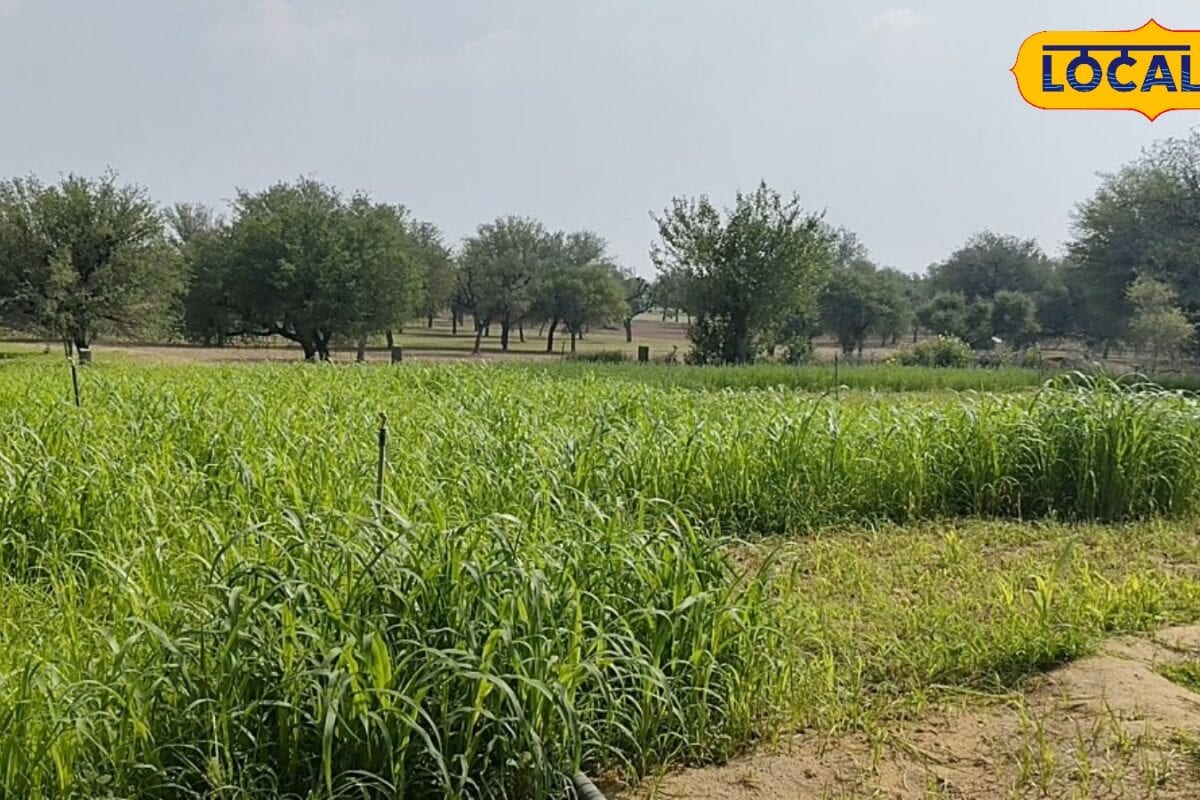 Natural Farming Mission: सीकर में प्राकृतिक खेती का अभियान! 10 क्लस्टर से जुड़ेंगे 1250 किसान बढ़ेगी आय