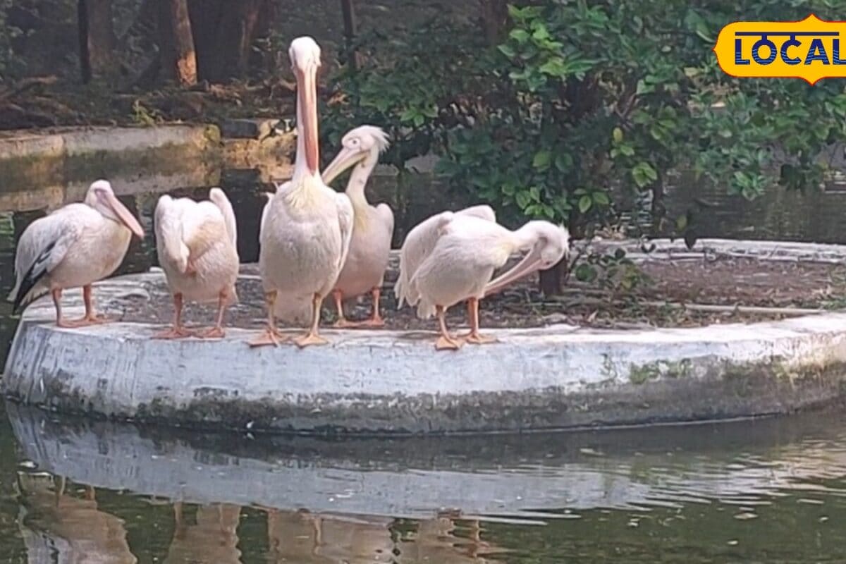 Photos: वीकेंड पर लांस छोड़िए कैमरा उठाइए दिल्ली-NCR के इन 5 ग्रीन सीक्रेट्स में दिखेगा गजब वाइल्डलाइफ