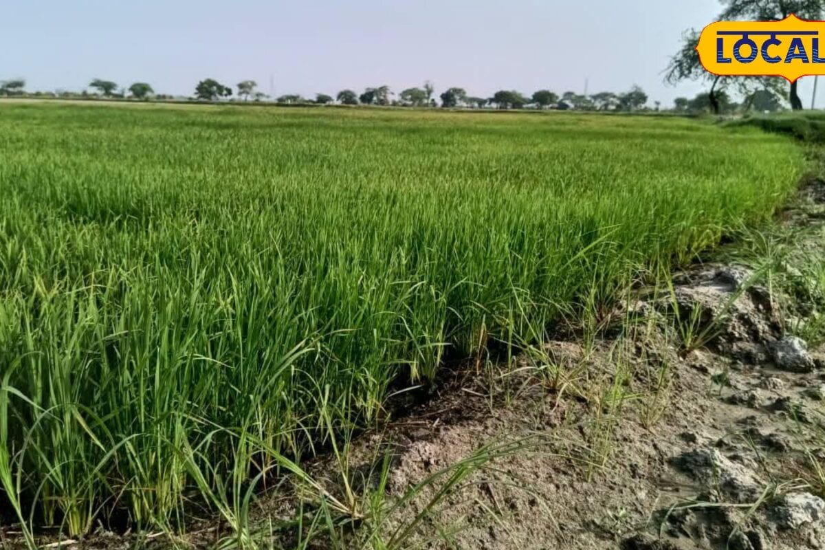 धान की फसल पर बढ़ा पत्ता लपेटक कीट का खतरा 10–15 दिन में दिखते हैं लक्षण जानें बचाव के उपाय