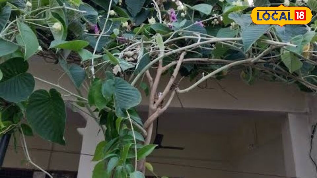 घर के बैकयार्ड को बनाएं हरियाली का स्वर्ग, आसान तरीके से लगाएं विधारा की बेल, सालभर मिलेगी प्राकृतिक खूबसूरती घर के बैकयार्ड को बनाएं हरियाली का स्वर्ग, आसान तरीके से लगाएं विधारा की बेल, सालभर मिलेगी प्राकृतिक खूबसूरती