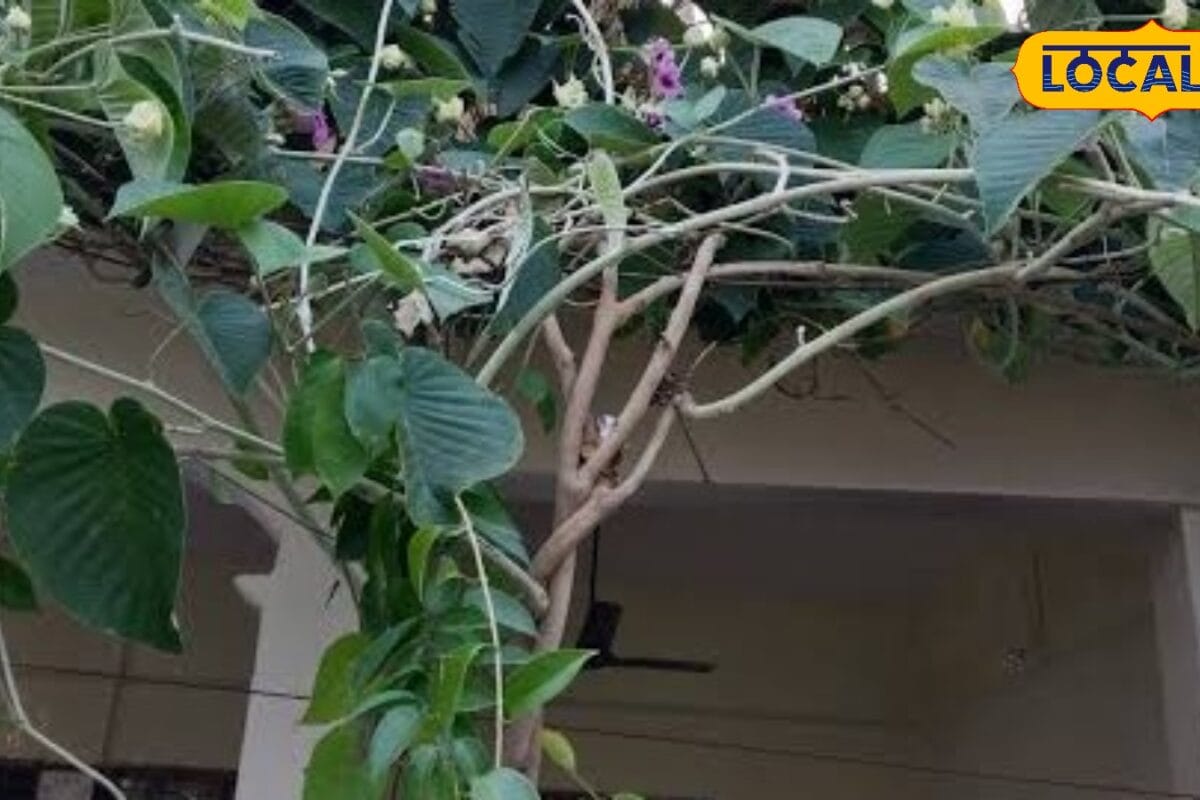 घर के बैकयार्ड को बनाएं हरियाली का स्वर्ग आसान तरीके से लगाएं विधारा की बेल सालभर मिलेगी प्राकृतिक खूबसूरती