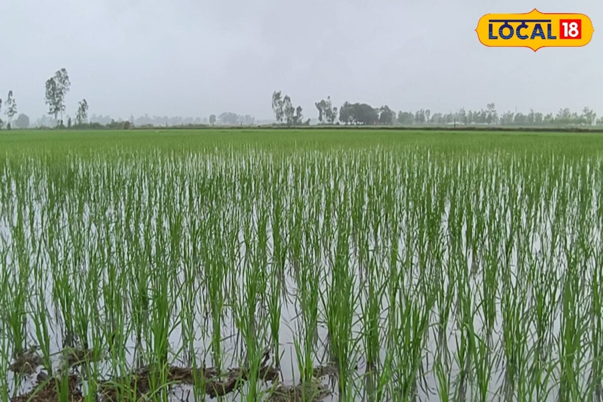 Paddy Farming : धान के खेत से निकाला है बारिश पानी? अभी भी नहीं टला खतरा, फसल बचाने के लिए तुरंत करें ये 2 काम