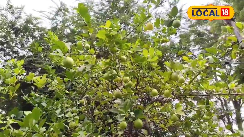 फलों की खेती से कमाई का सुनहरा मौका 5 वैरायटी के उद्यान पर मिलेगा 40% तक सरकारी अनुदान