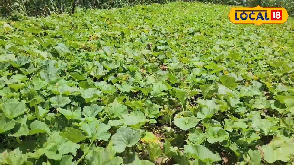 गोंडा के संजय मौर्य ने लौकी की खेती से बदली किस्मत 6 माह में 60 हजार की कमाई जानें कैसे मिली प्रेरणा और तकनीक